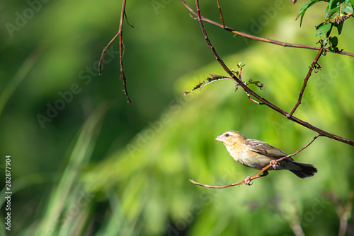 Golden sparrow Bird or Ploceus hypoxanthus on branches Background green leaves photo