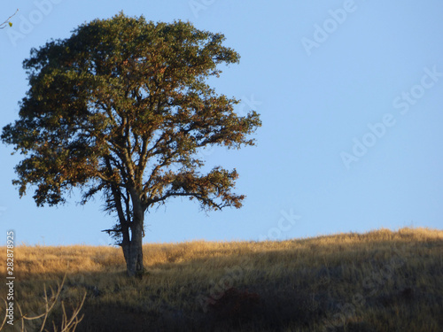 oak savanna at sunrise 