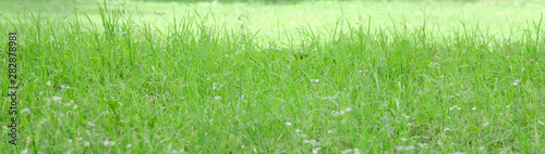 Green grass in the park on a clear warm summer day. Bright juicy colors.