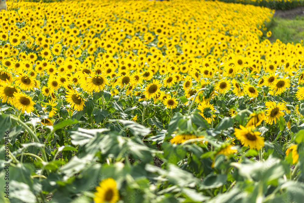 Obraz premium sunflower in garden