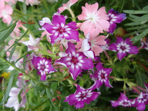 pink and violet flowers. Phloxes