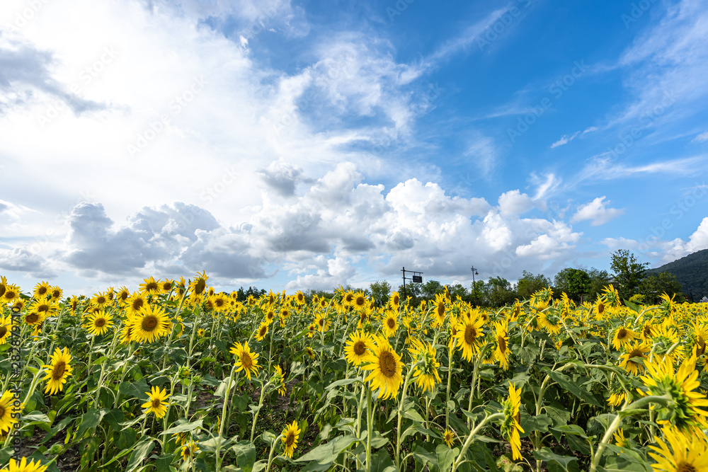 sunflower in garden