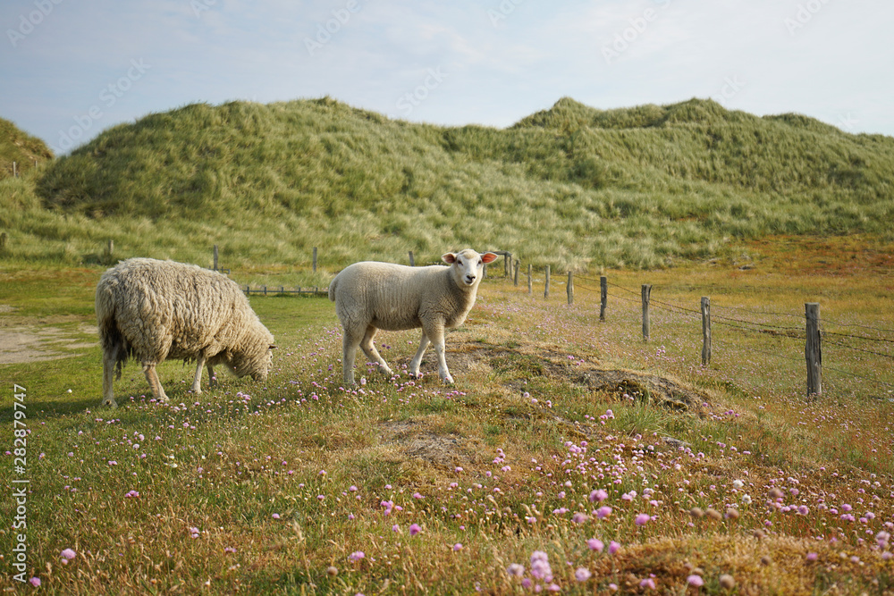 Fototapeta premium Schafe auf der Insel Sylt
