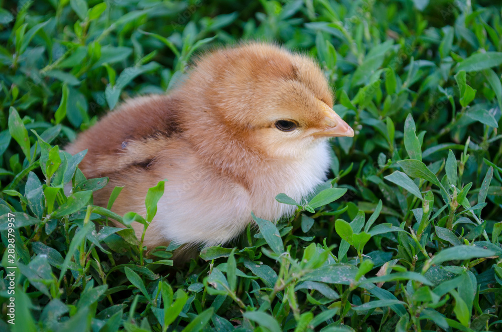 Young chick in the grass. Chicken on Grass