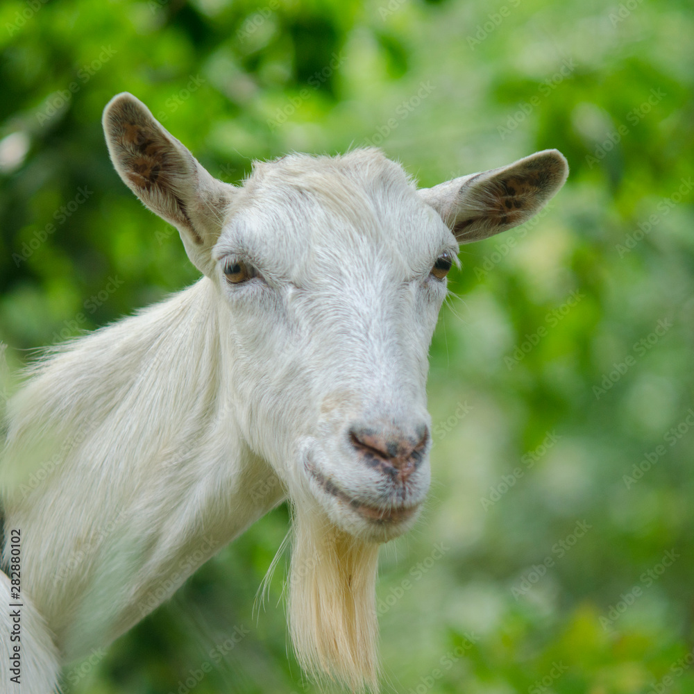 Portrait of a goat. A portrait of female goat on the meadow Portrait of a goat. A portrait of female goat on the meadow