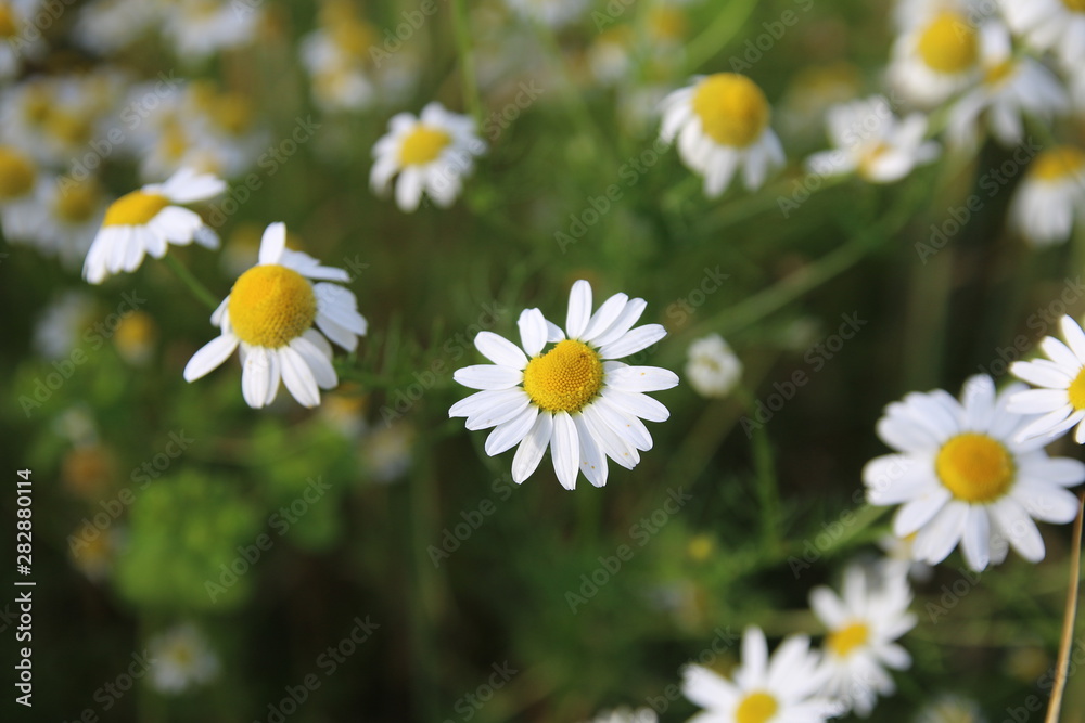 Weiße Kamillenblüten vor einem Gerstenfeld Weiße Kamillenblüten vor einem Gerstenfeld