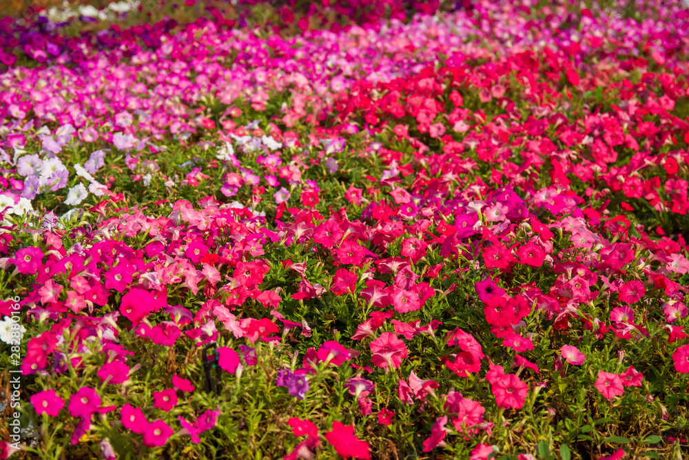 Beautiful flowers of Thailand