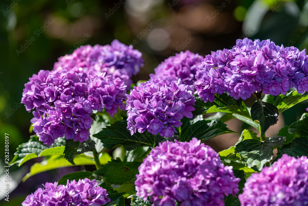 Blue purple hydrangea flower, Closeup Blue purple hydrangea flower, Closeup