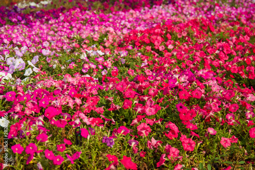 Beautiful flowers of Thailand