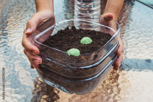 charcoal seedballs with a seed inside a ball with some nutritious binders photo