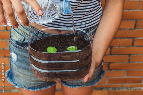 charcoal seedballs with a seed inside a ball with some nutritious binders photo