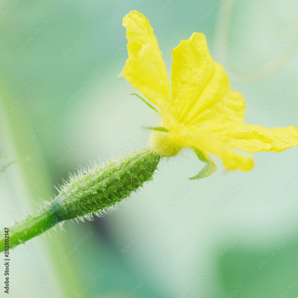 Young little cucumber with yellow flower macro photo Young little cucumber with yellow flower macro photo
