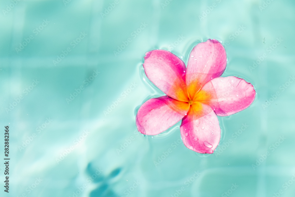 Tropical flower frangipani plumeria, Leelawadee floating in the water. The spa pool. Peace and tranquility.