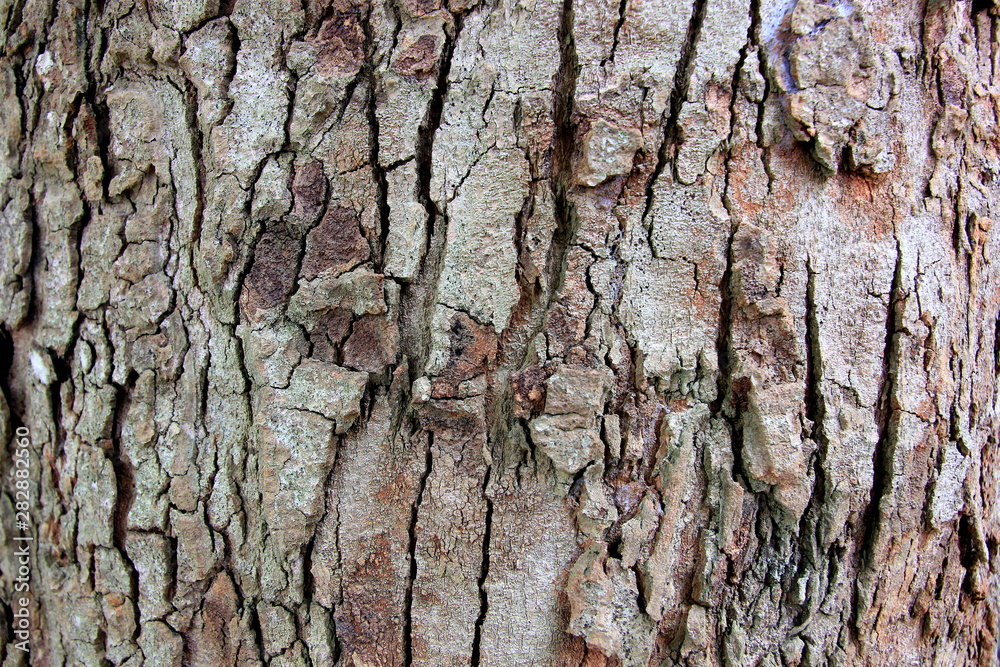 Tree bark texture. natural backgrounds, textures Tree bark texture. natural backgrounds, textures