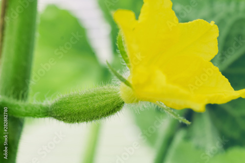 Young little cucumber with yellow flower growing on the branch in country greenhouse