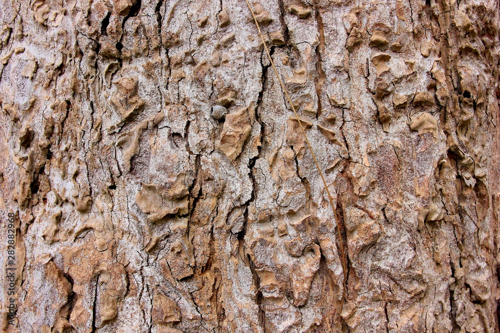 Tree bark texture, Wooden tree skin after for Termites eat. Tree bark texture, Wooden tree skin after for Termites eat.