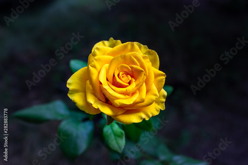 Yellow rose