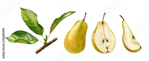 Fotografie, Obraz yellow pear fruits half slice cut realistic botanical watercolor illustration set with tree branch leaves