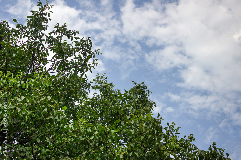 Green foliage under a white blue sky. Green foliage under a white blue sky.