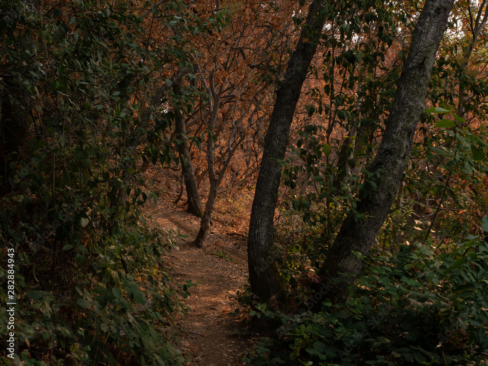 oak forest in golden sunset light oak forest in golden sunset light