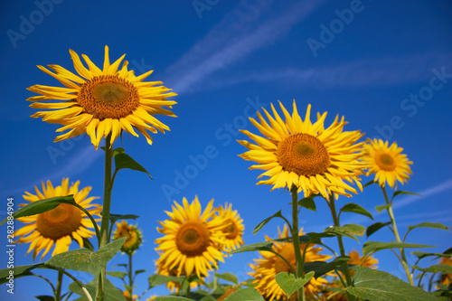 Blooming field of sunflowers on a background of blue sky. Yellow petals  green stems and leaves. Summer time.