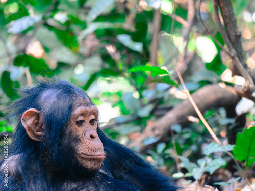 Fototapeta Chimpanzee in forest lying around