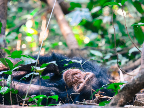 Obraz na plátne Chimpanzee in forest lying around