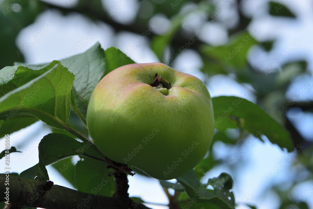 Green apple with leaves growing on a tree Green apple with leaves growing on a tree