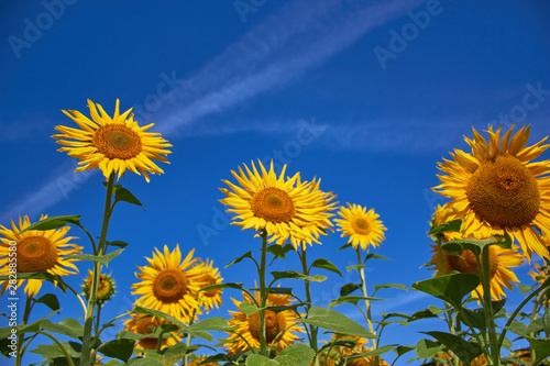 Blooming field of sunflowers on a background of blue sky. Yellow petals  green stems and leaves. Summer time.