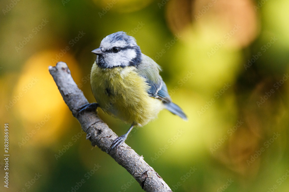 Fototapeta premium Nice small bird, called Blue tit (cyanistes caeruleus) posed over a branch, with an out of focus background