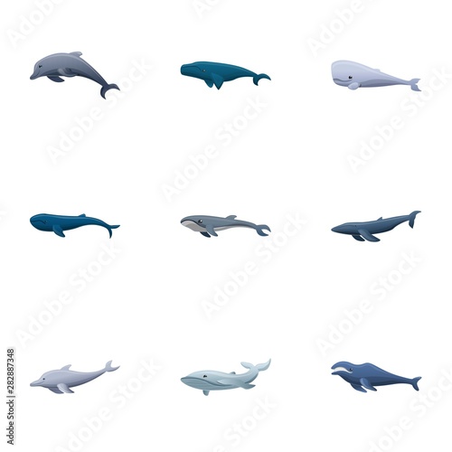 Pacific whale icon set. Cartoon set of 9 pacific whale vector icons for web design isolated on white background photo