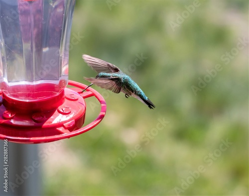 Hummingbird in flight, approaching a feeder.
