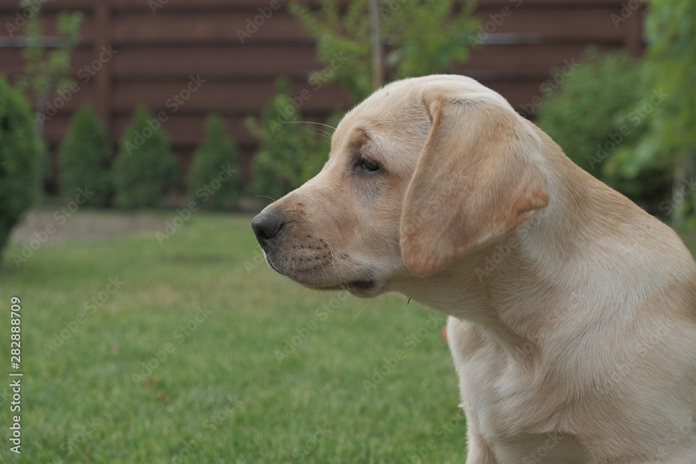 Fawn Labrador puppy sitting on the green grass. The female is four months old. On the background of green plants. Purebred puppy. Portrait of a dog. Fawn Labrador puppy sitting on the green grass. The female is four months old. On the background of green plants. Purebred puppy. Portrait of a dog.