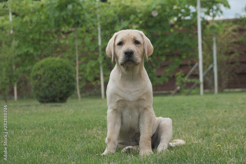 Fawn Labrador puppy sitting on the green grass. The female is four months old. On the background of green plants. Purebred puppy. Portrait of a dog.