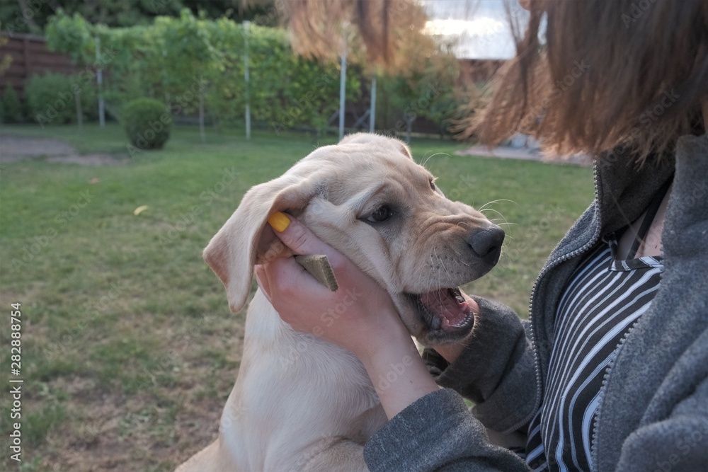 A young girl holds a labrador in her arms. The dog is four months old, bites and plays with the girl. A young girl holds a labrador in her arms. The dog is four months old, bites and plays with the girl.