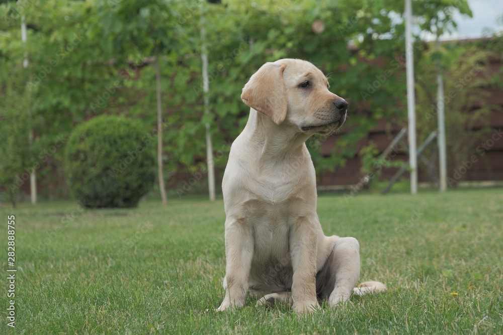 Fawn Labrador puppy sitting on the green grass. The female is four months old. On the background of green plants. Purebred puppy. Portrait of a dog. Fawn Labrador puppy sitting on the green grass. The female is four months old. On the background of green plants. Purebred puppy. Portrait of a dog.