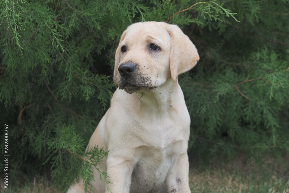 Fawn Labrador puppy sitting on the green grass. The female is four months old. On the background of green plants. Purebred puppy. Portrait of a dog.