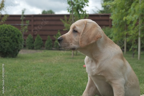 Fototapeta Naklejka Na Ścianę i Meble -  Fawn Labrador puppy sitting on the green grass. The female is four months old. On the background of green plants. Purebred puppy. Portrait of a dog.