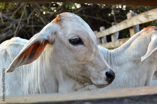 Close-up of the profile of a beautiful white calf with large-eared brown encased in a milking pen and with selective blurred background