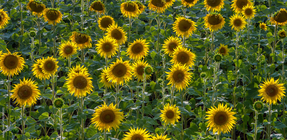 Large field of blooming sunflower. Scenic view. Large field of blooming sunflower. Scenic view.