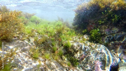 Natural Salt Water Aquarium