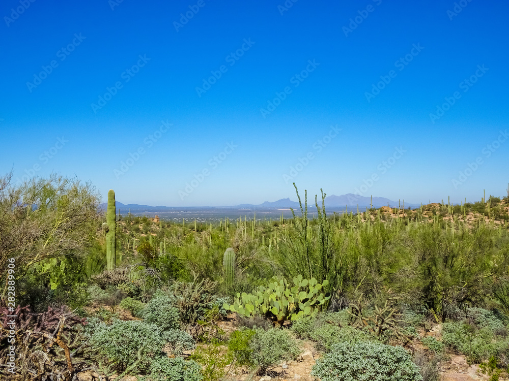 Obraz premium Desert Overlook of Tucson Arizona