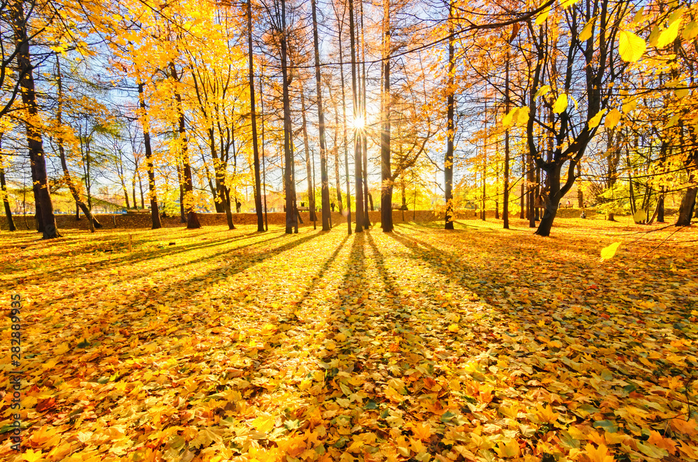 Fototapeta premium Golden foliage in the autumn park Elagin Island. The sun is hiding in the trees. The sun's rays fall on the yellow foliage of golden maples. . Beautiful autumn background