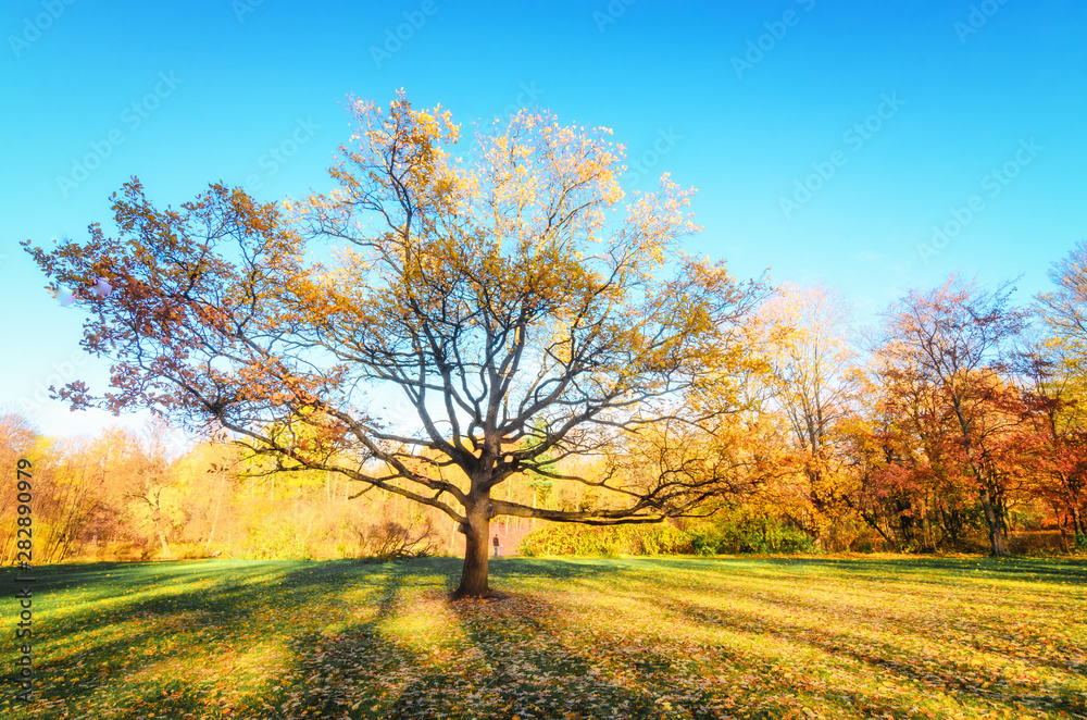 Big tree with golden foliage in the middle of the meadow in the autumn park Elagin Island. The sun is hiding in the tree. The sun's rays fall on the yellow foliage of golden maples. . Beautiful autumn
