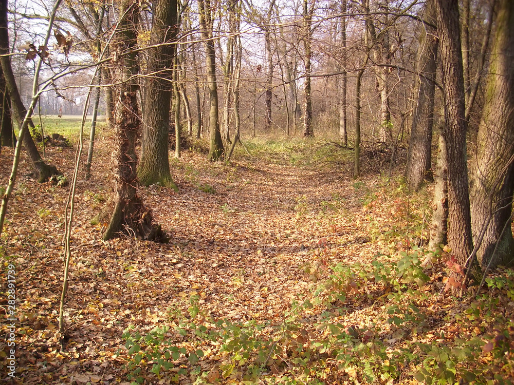 autumn in the forest autumn in the forest