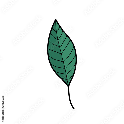 green leaf doodle icon  vector illustration