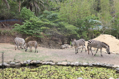 Animals