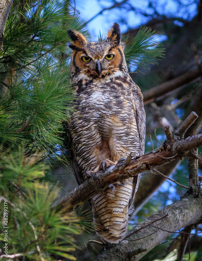 great horned owl on tree great horned owl on tree
