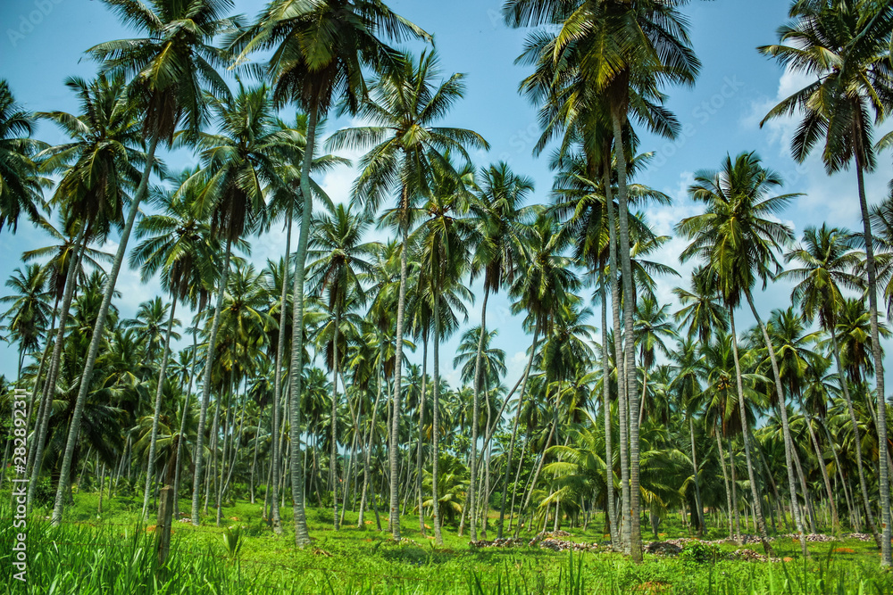 Rainforest with palm trees in Thailand on a background of blue sky and green grass.