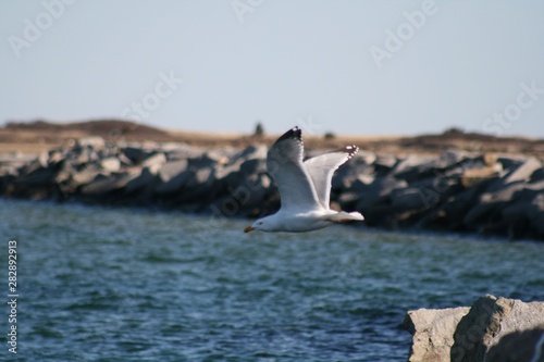 seagull in flight © Brett